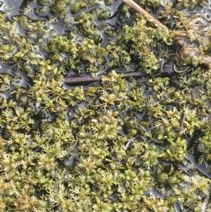 Myriophyllum sp. at Goulburn, NSW - 9 May 2021 10:07 AM