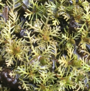 Myriophyllum sp. at Goulburn, NSW - 9 May 2021 10:07 AM