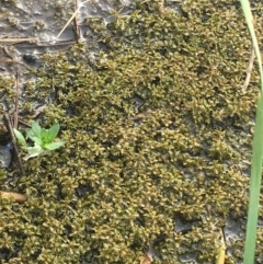 Myriophyllum sp. at Goulburn, NSW - 9 May 2021 10:07 AM