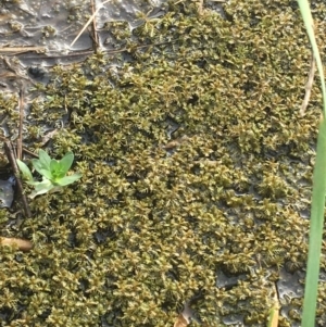 Myriophyllum sp. at Goulburn, NSW - 9 May 2021 10:07 AM