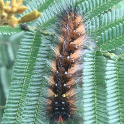 Anthela (genus) immature (Unidentified Anthelid Moth) at Goulburn Wetlands - 9 May 2021 by Ned_Johnston