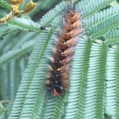 Anthela (genus) immature at Goulburn, NSW - 9 May 2021 10:00 AM