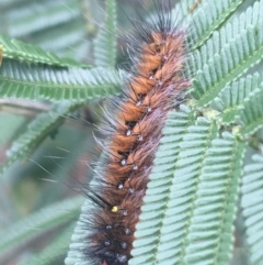 Anthela (genus) immature at Goulburn, NSW - 9 May 2021 10:00 AM