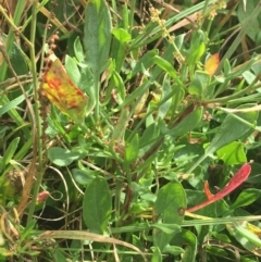 Rumex acetosella (Sheep Sorrel) at Goulburn, NSW - 9 May 2021 by NedJohnston