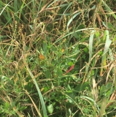 Rumex acetosella at Goulburn, NSW - 9 May 2021 10:03 AM