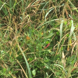 Rumex acetosella at Goulburn, NSW - 9 May 2021