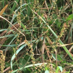 Rumex acetosella at Goulburn, NSW - 9 May 2021 10:03 AM