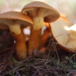 Gymnopilus junonius at Isaacs, ACT - 10 Apr 2021 11:49 AM