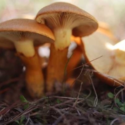 Gymnopilus junonius (Spectacular Rustgill) at Isaacs, ACT - 10 Apr 2021 by CanberraFungiGroup