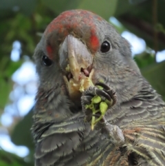 Callocephalon fimbriatum (Gang-gang Cockatoo) at Griffith, ACT - 10 May 2021 by roymcd