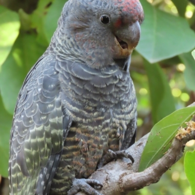 Callocephalon fimbriatum (Gang-gang Cockatoo) at Griffith, ACT - 10 May 2021 by roymcd