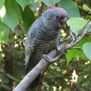 Callocephalon fimbriatum at Griffith, ACT - suppressed