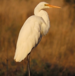 Ardea alba at Fyshwick, ACT - 10 May 2021 04:34 PM