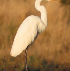 Ardea alba at Fyshwick, ACT - 10 May 2021 04:34 PM