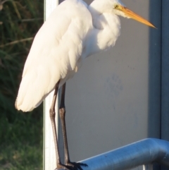 Ardea alba at Fyshwick, ACT - 10 May 2021 04:34 PM