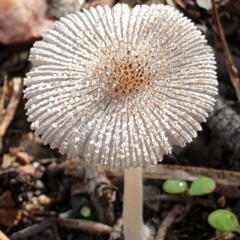 Coprinellus etc. (An Inkcap) at Mount Painter - 10 May 2021 by drakes