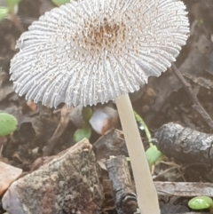 Coprinellus etc. at Cook, ACT - 10 May 2021 10:07 AM