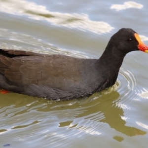 Gallinula tenebrosa at Gordon, ACT - 10 May 2021