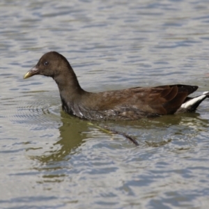 Gallinula tenebrosa at Gordon, ACT - 10 May 2021