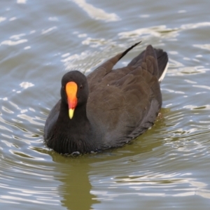 Gallinula tenebrosa at Gordon, ACT - 10 May 2021