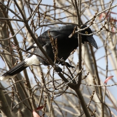 Strepera graculina (Pied Currawong) at Point Hut Pond - 10 May 2021 by RodDeb