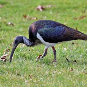 Threskiornis spinicollis at Gordon, ACT - 10 May 2021