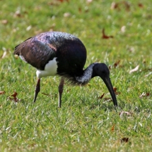 Threskiornis spinicollis at Gordon, ACT - 10 May 2021