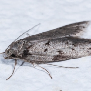 Haplodyta polybotrya at Melba, ACT - 9 May 2021 01:12 AM