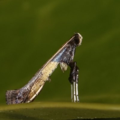 Caloptilia azaleella (Azalea Leafminer) at Melba, ACT - 9 May 2021 by kasiaaus