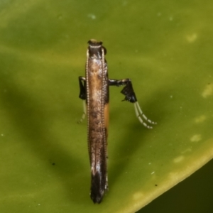 Caloptilia azaleella at Melba, ACT - 9 May 2021