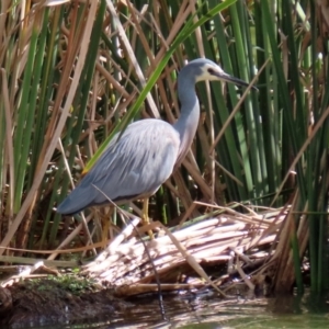 Egretta novaehollandiae at Gordon, ACT - 10 May 2021 01:43 PM