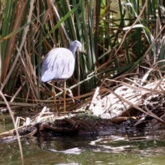 Egretta novaehollandiae at Gordon, ACT - 10 May 2021 01:43 PM