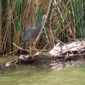 Egretta novaehollandiae at Gordon, ACT - 10 May 2021 01:43 PM