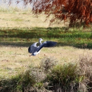 Egretta novaehollandiae at Gordon, ACT - 10 May 2021 01:43 PM