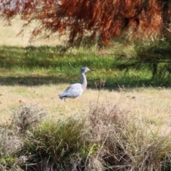 Egretta novaehollandiae at Gordon, ACT - 10 May 2021 01:43 PM