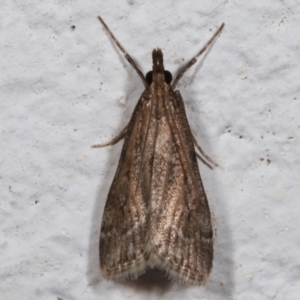 Eudonia cleodoralis at Melba, ACT - 9 May 2021