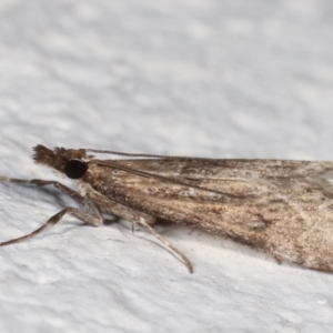 Eudonia cleodoralis at Melba, ACT - 9 May 2021