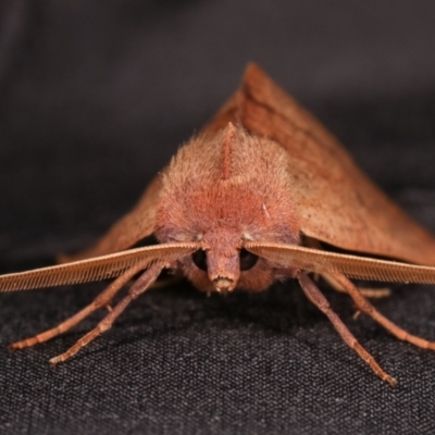 Fisera perplexata (Light-tan Crest-moth) at Melba, ACT - 10 May 2021 by kasiaaus