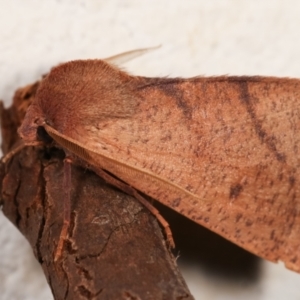 Fisera perplexata at Melba, ACT - 10 May 2021