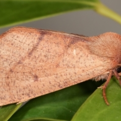 Fisera perplexata (Light-tan Crest-moth) at Melba, ACT - 9 May 2021 by kasiaaus