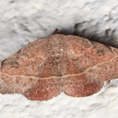 Sophta concavata (Varied Hookwing) at Melba, ACT - 7 May 2021 by kasiaaus