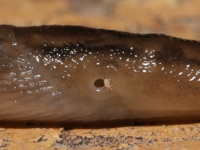 Riccardoella oudemansi (White Slug Mite) at Evatt, ACT - 9 May 2021 by TimL