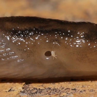 Riccardoella oudemansi (White Slug Mite) at Evatt, ACT - 10 May 2021 by TimL