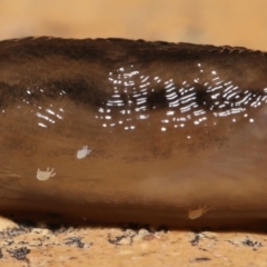 Riccardoella oudemansi at Evatt, ACT - 10 May 2021 06:44 AM