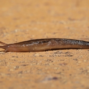 Riccardoella oudemansi at Evatt, ACT - 10 May 2021 06:44 AM