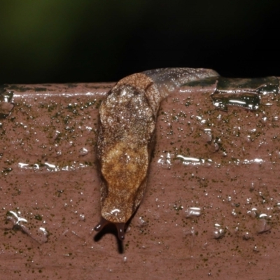 Cystopelta sp. (genus) (Unidentified Cystopelta Slug) at Acton, ACT - 4 May 2021 by TimL