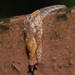 Cystopelta sp. (genus) at Acton, ACT - 4 May 2021