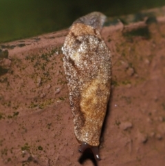 Cystopelta sp. (genus) at Acton, ACT - 4 May 2021