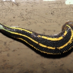 Hirudinidae sp. (family) (A Striped Leech) at ANBG - 4 May 2021 by TimL