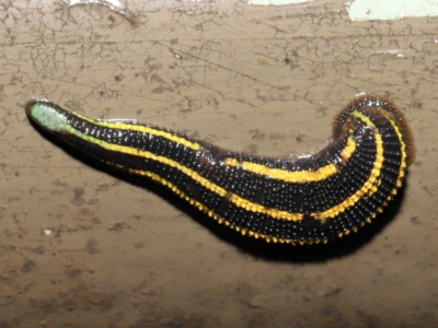 Hirudinidae sp. (family) (A Striped Leech) at Acton, ACT - 4 May 2021 by TimL